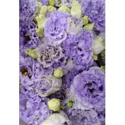 Lisiantus Italia Malva 70cm
