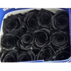 Rosa Col.  Tintada Negra 50cm
