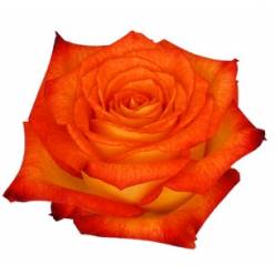 Rosa Col. Dakar 60cm bic. Nj