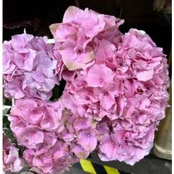 Hortensia Hol. Roy. Palace 50cm �16/18