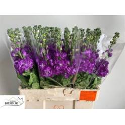 Aleli Hol. Mathilda Blue 60cm "T10"
