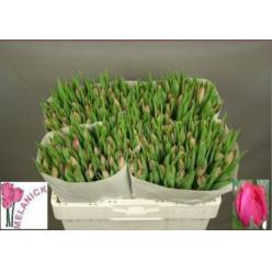 Tulipan Hol. Frontline 35cm Fuc.