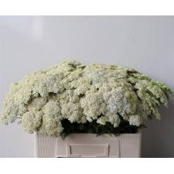 Achilea Hol. Creme Perfect 60cm
