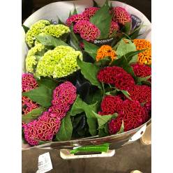 Celosia Cresta Hol. Mixta 65cm "CC40"