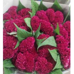 Celosia Cresta Ov. Morado 70cm