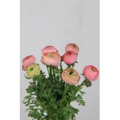 Ranunculos Hol. Aazur Antique Rose 45cm 25gr