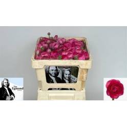Ranunculos Hol. Aazur Deep Rose 45cm 35gr