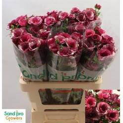 Ranunculos Magical Rasberry 60cm 30gr "T10"