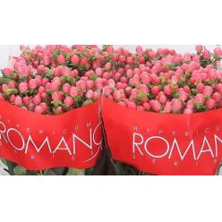 Hypericum Ecu. Lovely Romance 50cm "T25" Rs