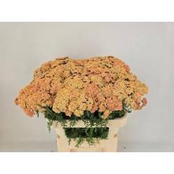 Achilea Hol. Molly 75cm