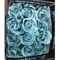 Rosa  Ecu. Tintada Light Blue 60cm