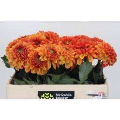Dalia Hol. American Sunset 50cm "CC30"
