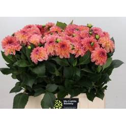 Dalia Hol. Chanel 50cm Sal. "CC30"