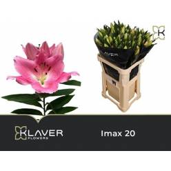 Oriental Hol. Rs. Imax 80cm 2 flores