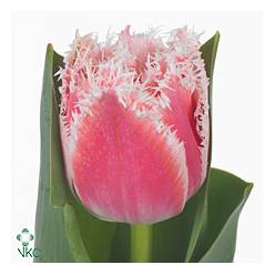 Tulipan Hol. Queensland 40cm
