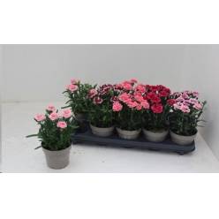 P. Clavel/Dianthus Hol. Osc Mix 12/25cm "CC10"