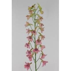 Delphinium Hol. Pink Sensation 60cm "T10"