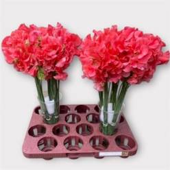 Lathyrus Rom Coral 40cm "T50"