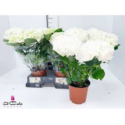 P. Hortensia Wudu 15/50cm x3 11F