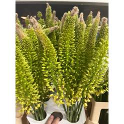 Eremurus Hol. Yellow Rebel 80cm (20cm flor)