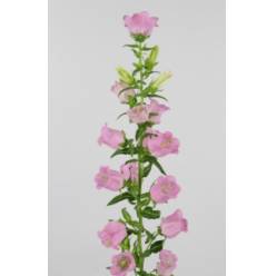 Campanula Hol. Pearl Pink 75cm