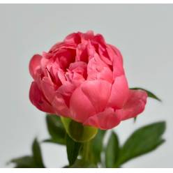 Peonia Nac. Pink Hawaii 45cm (7 Dias - 2)