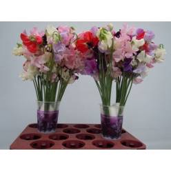 Lathyrus Parfum Mixto 40cm "T50" (7 Dias - 2)