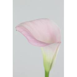 Calla Captain Melrose 40cm Rosa (7 Dias - 2)