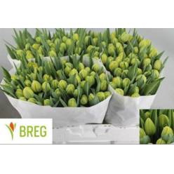 Tulipan Hol. Doble Trouble 40cm Am. (7 Dias - 2)