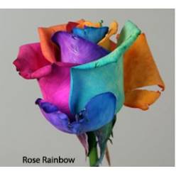 Rosa  Ecu.  Rainbow Arcoiris 60cm (7 Dias - 2)