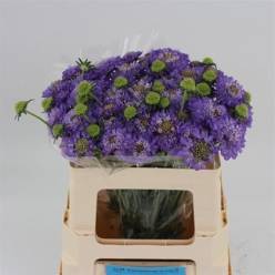 Scabiosa  Italia Lila 60cm "T30"