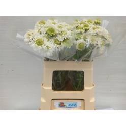Scabiosa Italia blanca 60cm "T30"