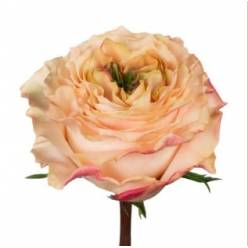 Rosa Ecu. Princess Crown 60cm