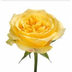 Rosa Ecu. Saint Tropic 60cm Am.