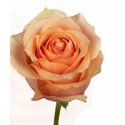 Rosa Ecu. Peach Wave 60cm