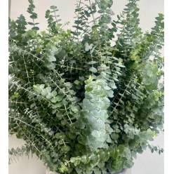 Eucalipto Italia Baby 70cm 350gr