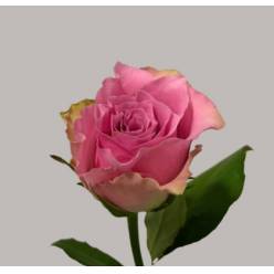 Rosa Hol. Flirt 60cm