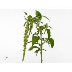 Amaranthus Hol. Green Cord 55cm