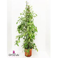 P. Ficus Be Golden king 27/135cm