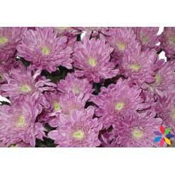 Margarita Col. Veronica Pink (7 Dias - 2)