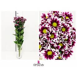 Margarita Col. D. Handsome (7 Dias - 2�)