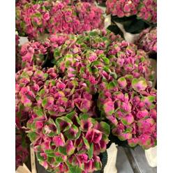 Hortensia Hol. Mag. Charlottte 65cm �16/18 Bic. (7 Dias - 2�)