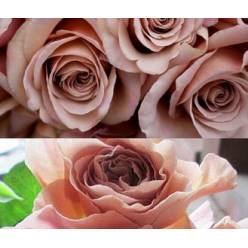 Rosa Col. Cafe Latte 50cm "T12"