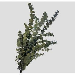 Eucalipto Estabilizado Green 70cm 140g
