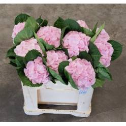Hortensia Hol. My Beautiful Matcha 50cm �16/18 Rs.