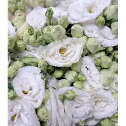 Lisiantus Italia Arena White 70cm