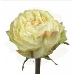 Rosa Ecu. Magnolia 60cm