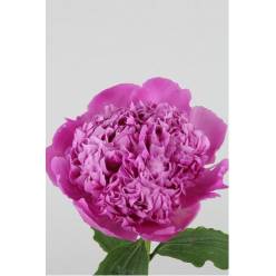 Peonia Hol. Jules Elie 65cm Fucsia