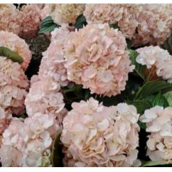 Hortensia Select Tint. Bridal 60cm 15/16 Rs.