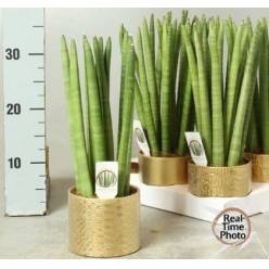 P. Sanseviera Cylindrica 12/40cm "CC6" -Maceta ceramica-